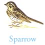 Sparrow Sparrow
